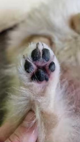 PuppyPaw Way