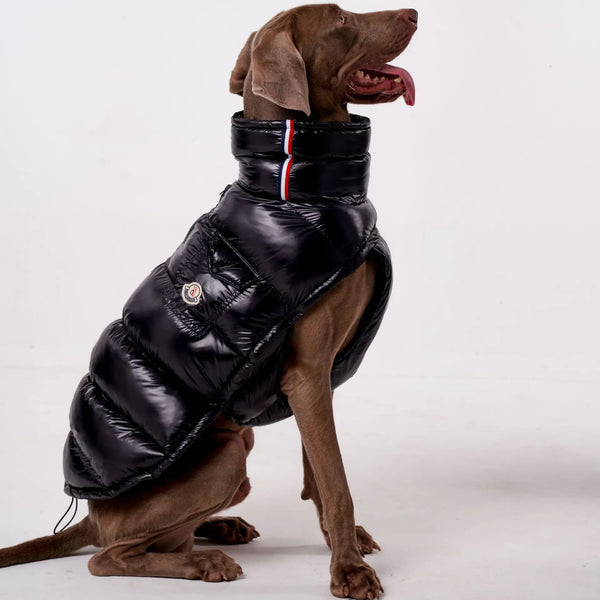 Padded Dog Down Jacket – Windproof High Collar | PuppyPaw™