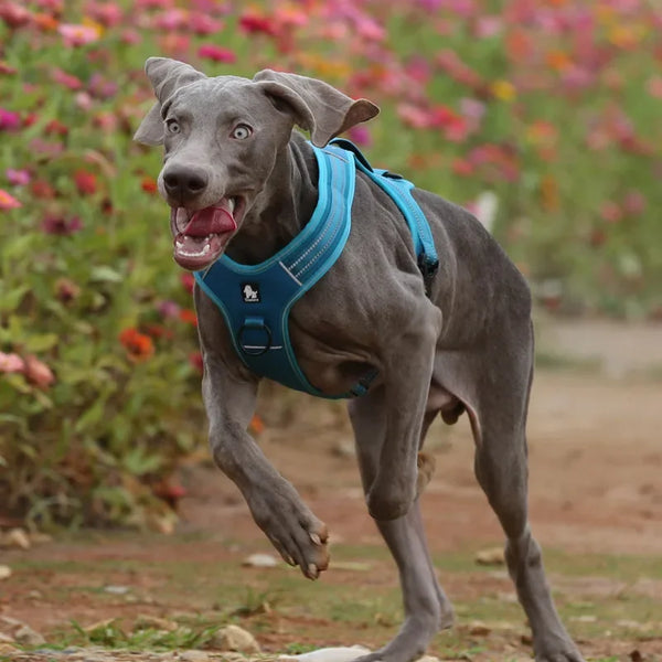 No-Pull Dog Harness & Leash Set – Padded Reflective | PuppyPaw™
