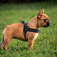 Padded Dog Harness Vest – Reflective Winter Warm | PuppyPaw™