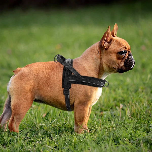 Padded Dog Harness Vest – Reflective Winter Warm | PuppyPaw™
