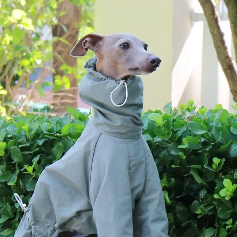 Dog Raincoat – Windproof Jacket for Whippets | PuppyPaw™