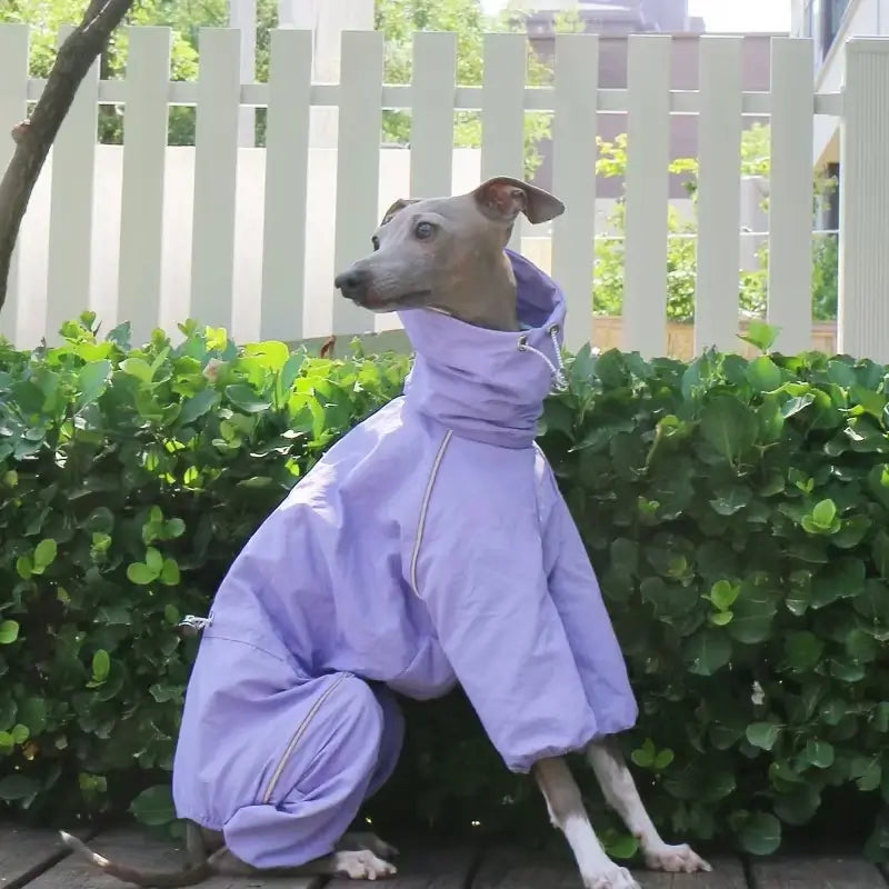 Dog Raincoat – Windproof Jacket for Whippets | PuppyPaw™