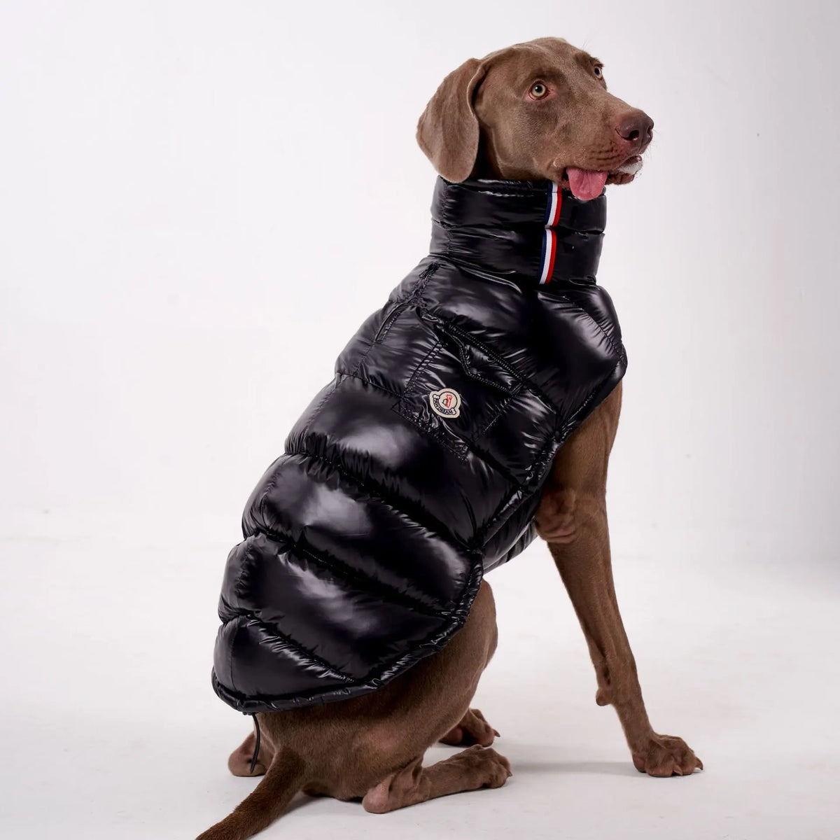 Padded Dog Down Jacket – Windproof High Collar | PuppyPaw™