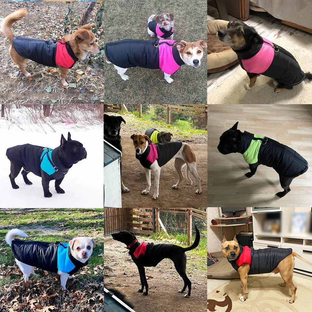 Windproof Waterproof Dog Jacket – D-Ring | PuppyPaw™