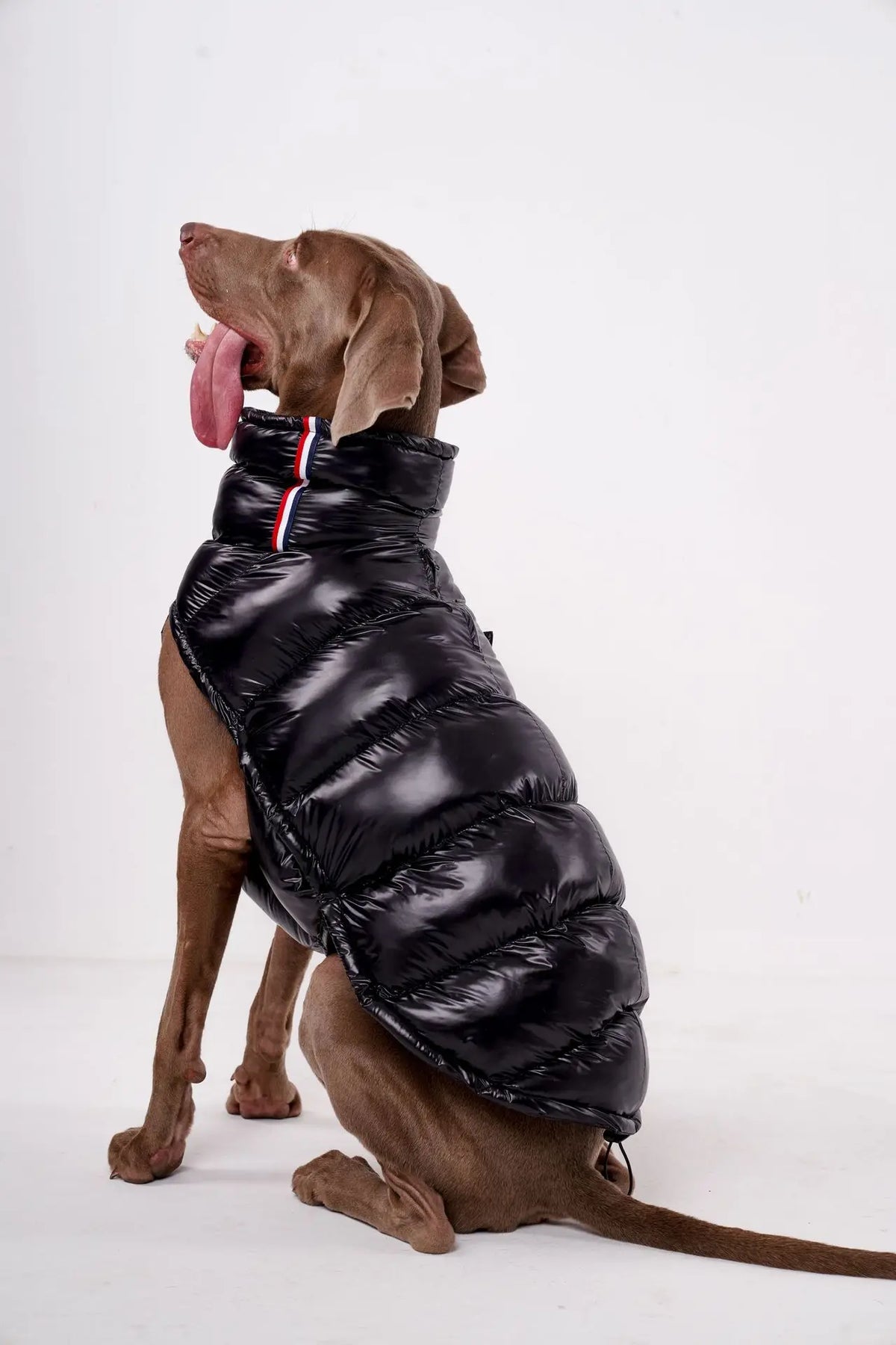 Padded Dog Down Jacket – Windproof High Collar | PuppyPaw™