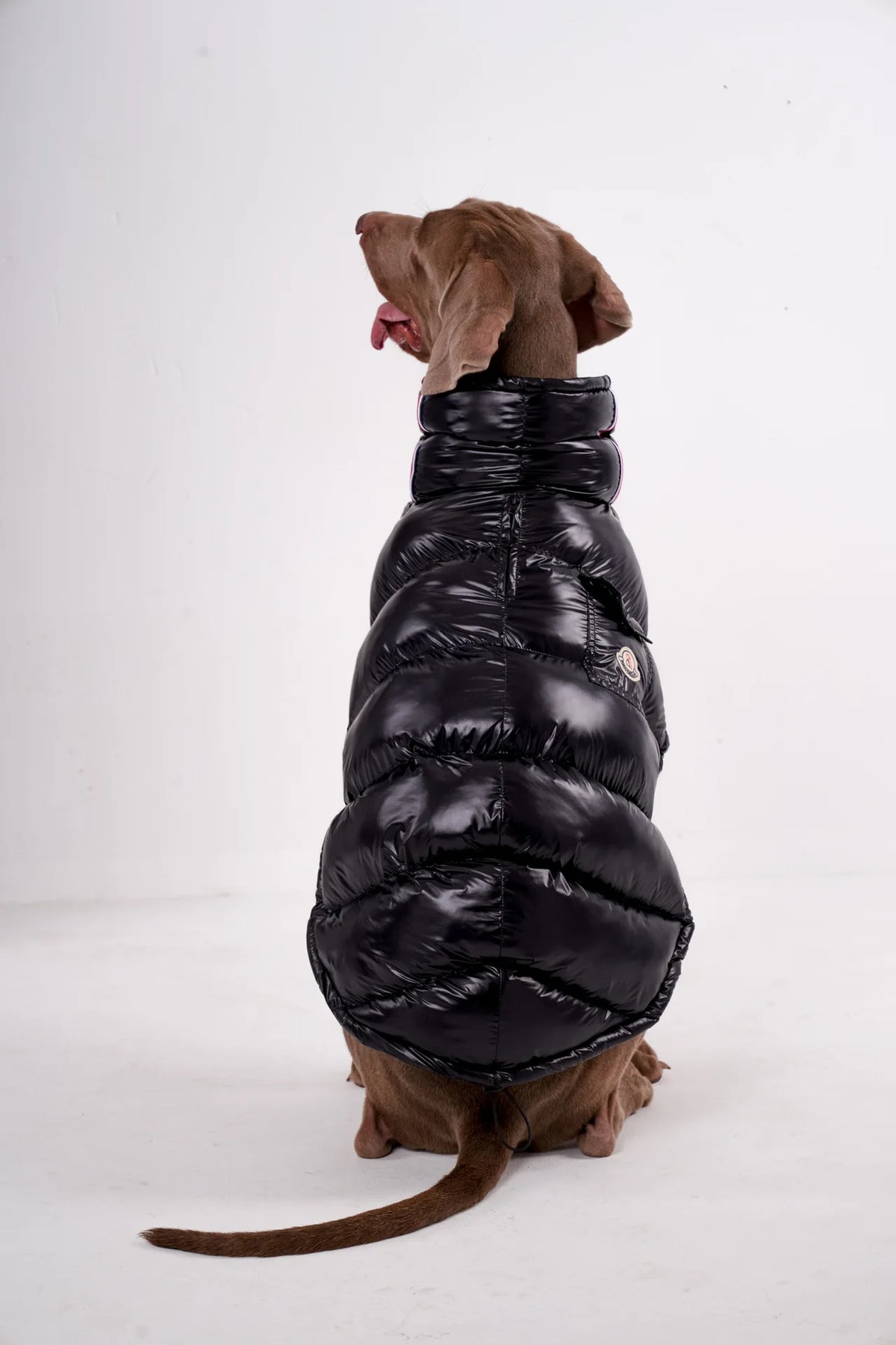 Padded Dog Down Jacket – Windproof High Collar | PuppyPaw™