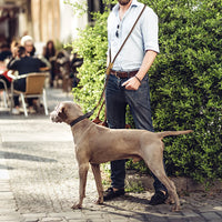 Hands-Free Dog Leash – Waist Belt Running Lead | PuppyPaw™