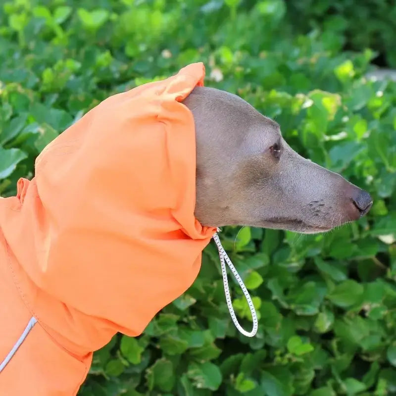 Dog Raincoat – Windproof Jacket for Whippets | PuppyPaw™