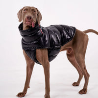 Padded Dog Down Jacket – Windproof High Collar | PuppyPaw™
