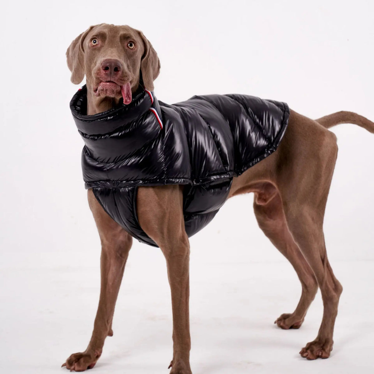 Padded Dog Down Jacket – Windproof High Collar | PuppyPaw™