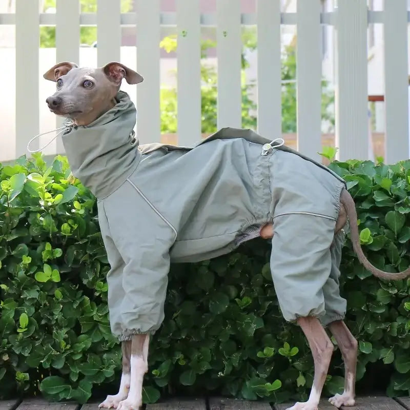 Dog Raincoat – Windproof Jacket for Whippets | PuppyPaw™