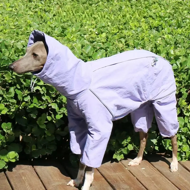 Dog Raincoat – Windproof Jacket for Whippets | PuppyPaw™