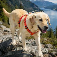 Trail Runner No-Pull Dog Harness – Neoprene Padded | PuppyPaw™