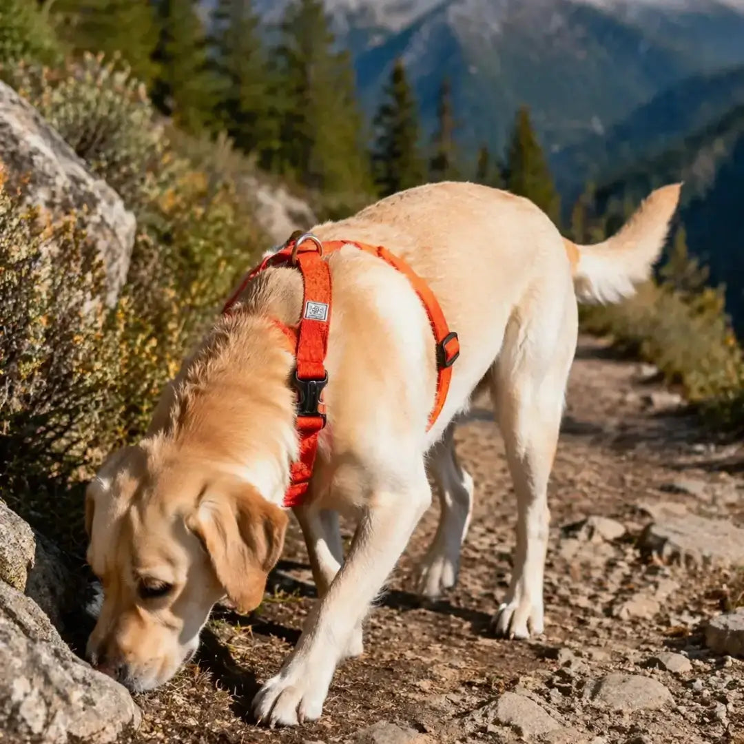 Trail Runner No-Pull Dog Harness – Neoprene Padded | PuppyPaw™