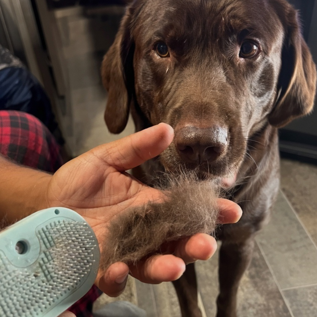 Steam Spray Grooming Brush – 10-Minute Pet Groomer | PuppyPaw™