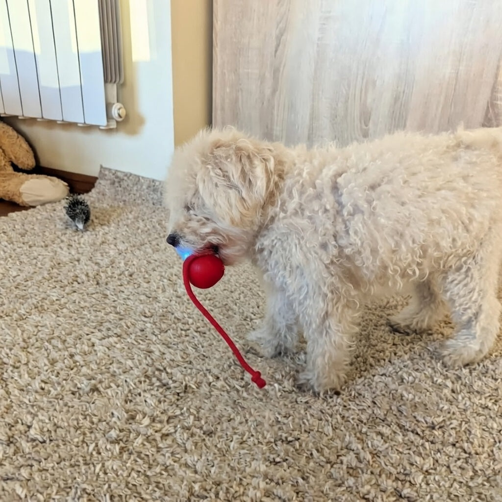 PuppyPaw™ Automatic Interactive Ball
