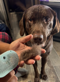 PuppyPaw™ Steam Spray Grooming Brush