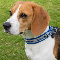 Reflective Nylon Dog & Cat Collar – Neoprene Padded | PuppyPaw™