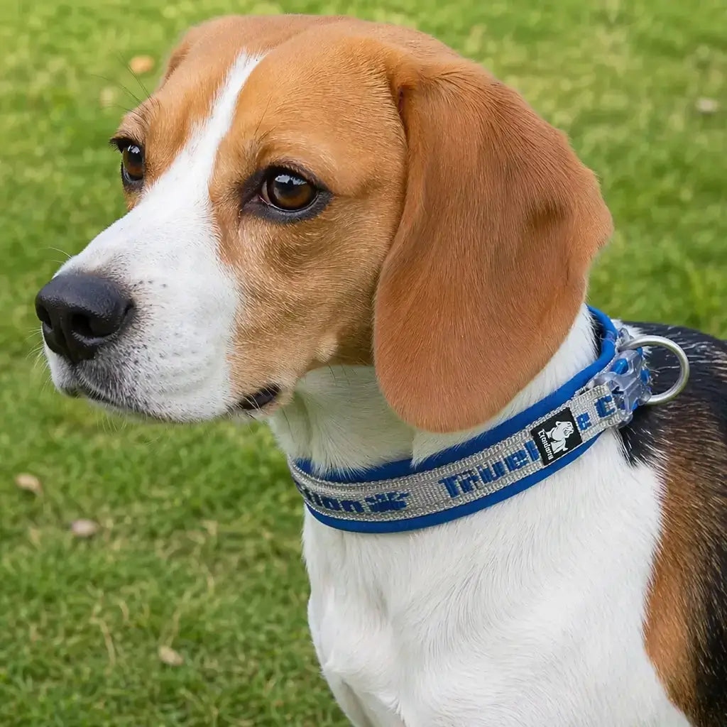Reflective Nylon Dog & Cat Collar – Neoprene Padded | PuppyPaw™