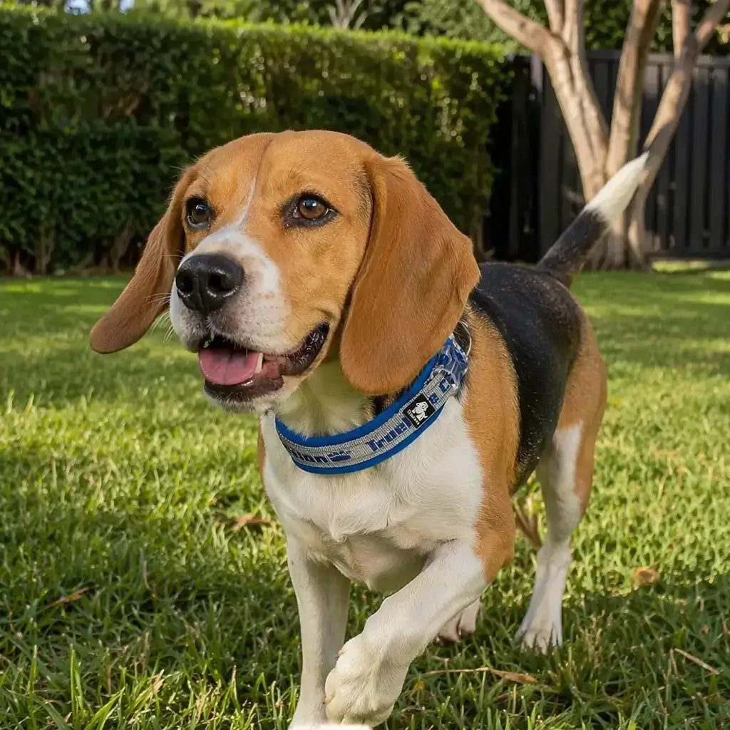 Reflective Nylon Dog & Cat Collar – Neoprene Padded | PuppyPaw™