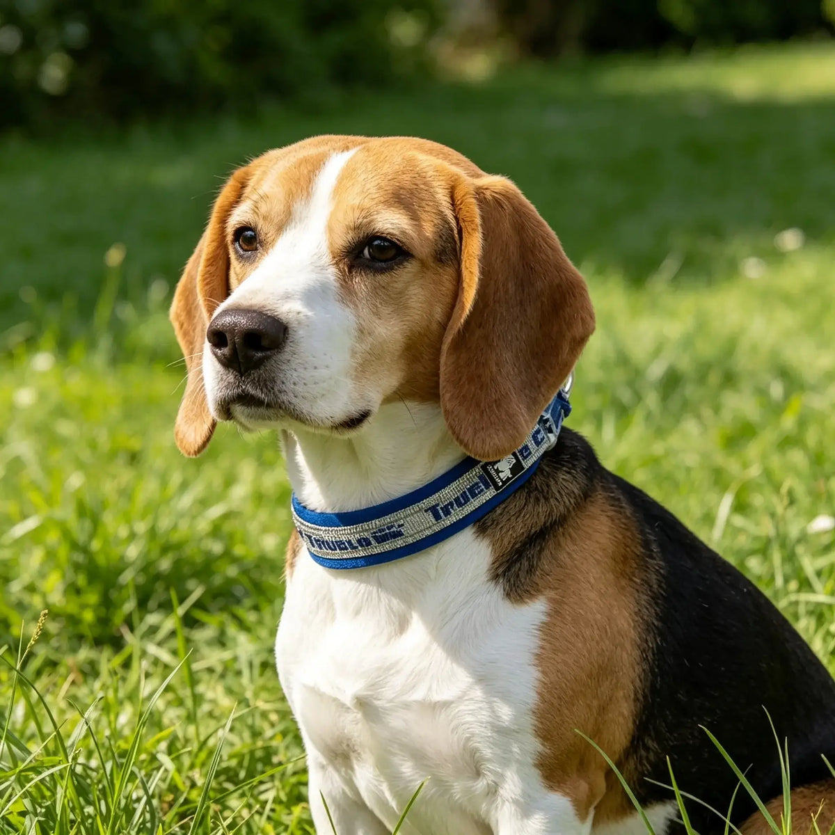 Reflective Nylon Dog & Cat Collar – Neoprene Padded | PuppyPaw™