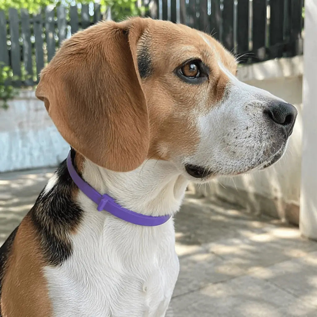 Dog Calming Collar – Pheromone Anxiety Relief | PuppyPaw™