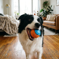 TPR Squeaky Ball –  Dental Chew Toy | PuppyPaw™