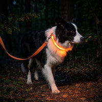 LED Glow-in-the-Dark Dog Collar & Leash | PuppyPaw™